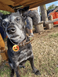 Cert GIF