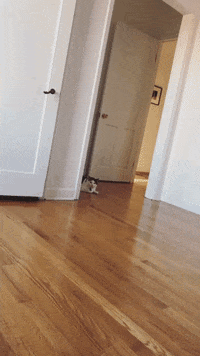 Chipster GIF by See and Feel