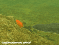 Fishing Goldfish GIF