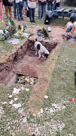 cuteanimalland giphyupload GIF