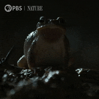 Pbs Nature Frog GIF by Nature on PBS