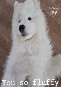 Sammy Sammie GIF