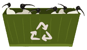 Bird Chicken Sticker