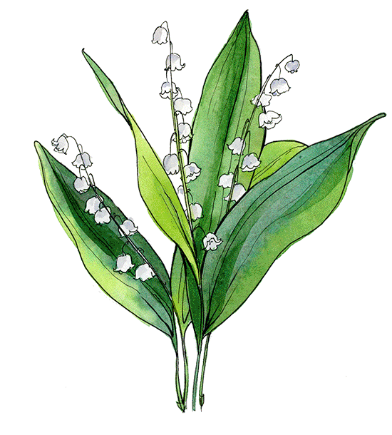 Flowers Цветы Sticker