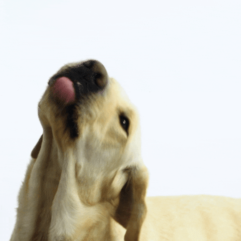 kngfgeleidehonden giphyupload dog kiss drink GIF