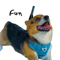 Milo_SiliconValley fun dog corgi milo Sticker