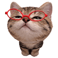 Cat Kitten GIF