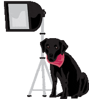 Flash Shooting Sticker