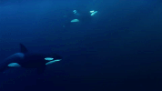 symphony for our world GIF by Nat Geo Wild 