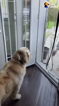 Funny Dogs GIF by The Dodo