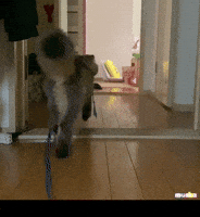 Cat GIF