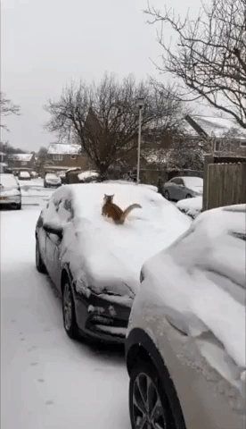 Cat Relishes Snow Day in Southeast England