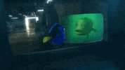 finding dory disney GIF by Disney/Pixar's Finding Dory