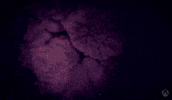 Grow Obsidian Entertainment GIF by Xbox