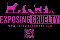 exposingcruelty cruelty exposing endanimaltesting exposingcruelty GIF