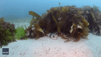 'Was it Something I Said?' Stargazer Fish Buries Itself in Sand as Diver Watches On