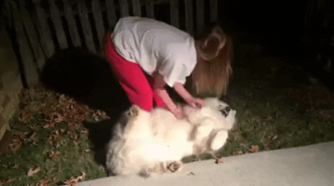 cuteanimalland giphyupload GIF