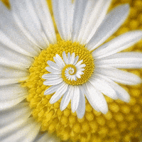 insomniacevents insomniac GIF