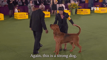 This Is A Strong Dog