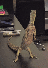 Monitor Lizard GIF