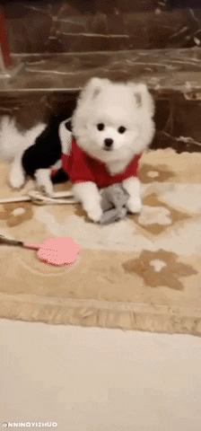 ningyizhuo giphygifmaker yiyang GIF