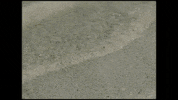 Palm Trees Ocean GIF by Landlubber Island