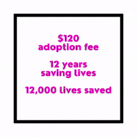 GIF by NYC Second Chance Rescue