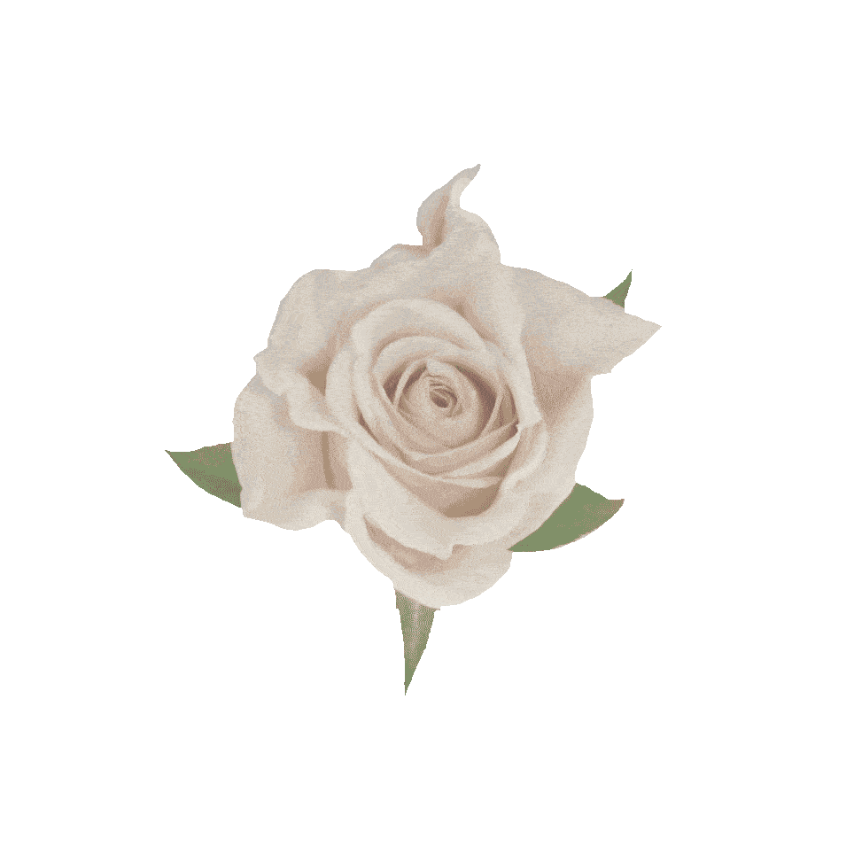 Flower Rose Sticker by Ted Baker