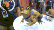 life frog GIF