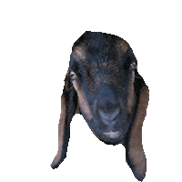 goat STICKER by imoji