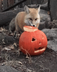Red Fox Halloween GIF by Valley Zoo Development Society