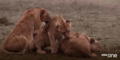 licking bbc one GIF by BBC