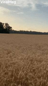 Australian Shepherd Frolics in the Wheat Field