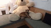 Josie Sleeping On Bear GIF