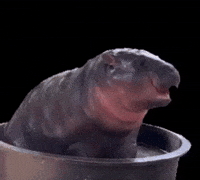 Pygmy Hippo GIF