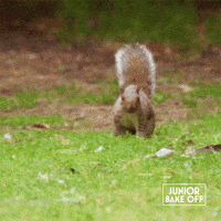 Wildlife Searching GIF by The Great British Bake Off