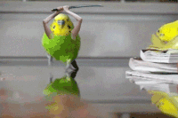 pictures fails GIF