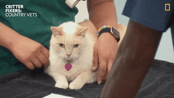 National Geographic Cat GIF by Nat Geo Wild