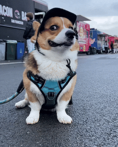 Dog Corgi GIF