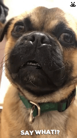 Dog-best-friend GIFs - Get the best GIF on GIPHY