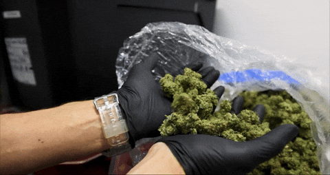 Bloom Andrew GIF by Exclusive Brands