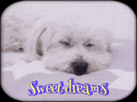 iamsimonalisa sweet dreams oscar dreaming puppysleeping GIF