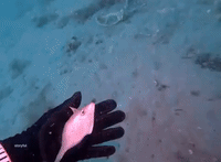 Fish Gives Diver's Underwater Computer 'Kiss' of Approval