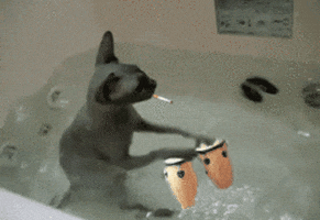bath bongos GIF