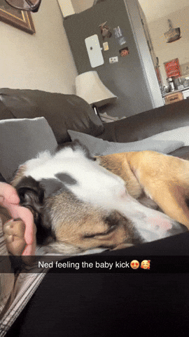 cuteanimalland giphyupload GIF