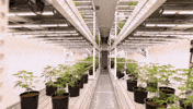 Plant Grow GIF by Exclusive Brands