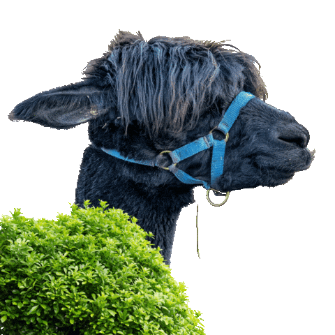 kuchenkindundkegel animation alpaca lama kuchenkindundkegel Sticker