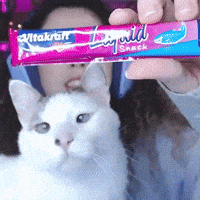NathyTaLendo cat streamer gato livro GIF