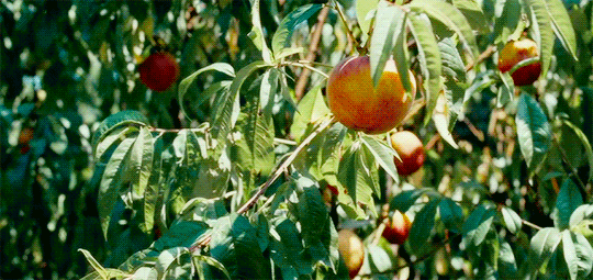 peach lucaguadagnino GIF by TIFF