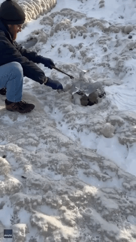 Buffalo Couple Uses Household Tools to Rescue Birds Stuck in Ice